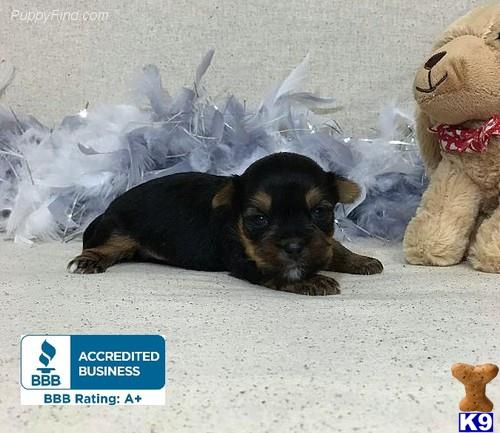 Yorkshire Terrier puppy for sale